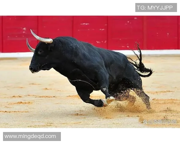 你不知道的公牛：十大冷知识大揭秘